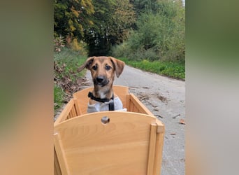 Sonnenschein Tapi mit Handicap wartet in Oberdürenbach