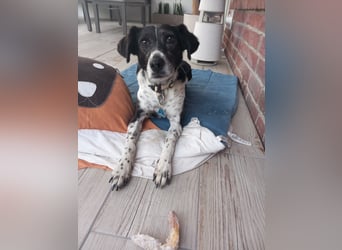 Familienhündin Lana