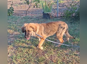 Flauschiger Alex