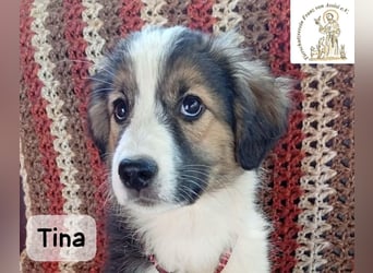 Tina – Manchmal braucht das Glück nur ein kleines Körbchen!
