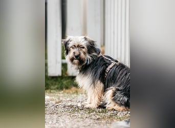 Sensibler Pluto sucht seine Familie