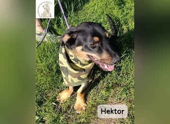 Hektor – mittendrin statt brav daneben!