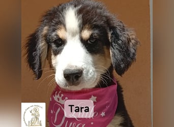 Tara – jemanden zum Bleiben finden, das wäre schön!