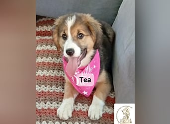 Tea – zu jung, um die Welt allein zu erobern!