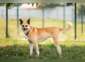 Lebhafte Dasha sucht liebevolles Zuhause