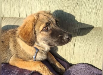 Flauschiger Alex