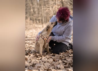 Sonnenschein Tapi mit Handicap wartet in Oberdürenbach