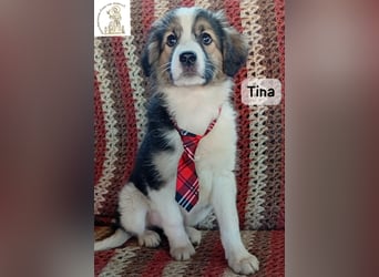 Tina – Manchmal braucht das Glück nur ein kleines Körbchen!