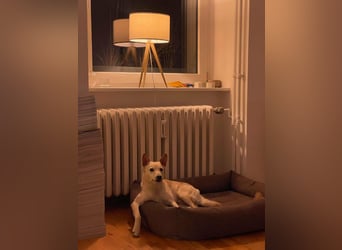 Charmanter Mati sucht ein passendes Zuhause