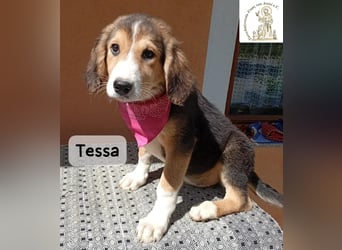 Tessa – manche Schätze findet man auf vier Pfoten!