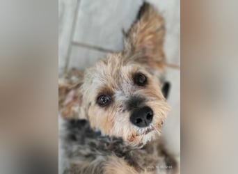 Lieber Benji ab 14.12.25 in Tornesch/ Schleswig- Holstein