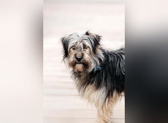 Sensibler Pluto sucht seine Familie