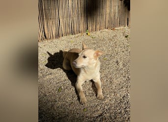Charmanter Mati sucht ein passendes Zuhause