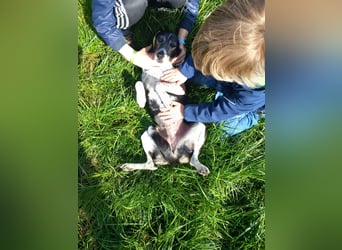 Familienhündin Lana