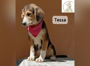 Tessa – manche Schätze findet man auf vier Pfoten!