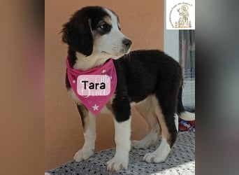 Tara – jemanden zum Bleiben finden, das wäre schön!