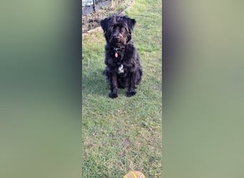 Lieber Frate wartet in Essen