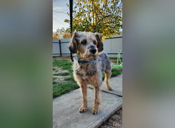 Lieber Benji ab 14.12.25 in Tornesch/ Schleswig- Holstein