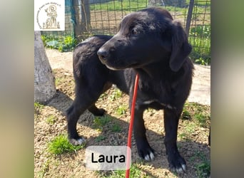 Laura sucht ihre Menschen – und zwar für ein ganzes Hundeleben!