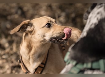 Sonnenschein Tapi mit Handicap wartet in Oberdürenbach