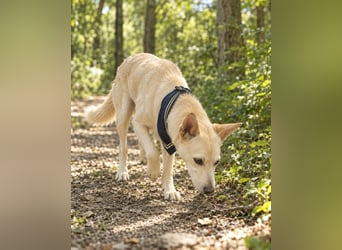 Charmanter Mati sucht ein passendes Zuhause