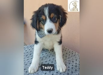 Teddy – talentiert in Kuscheln, Spielen und Unsinn machen!
