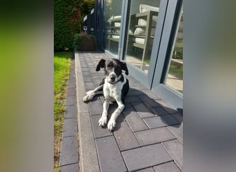 Familienhündin Lana