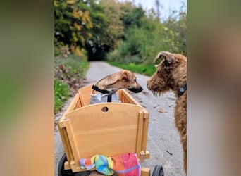 Sonnenschein Tapi mit Handicap wartet in Oberdürenbach