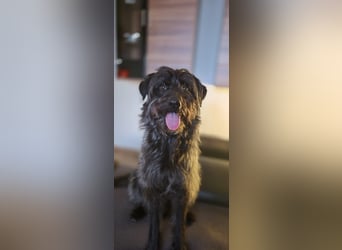 Lieber Frate wartet in Essen