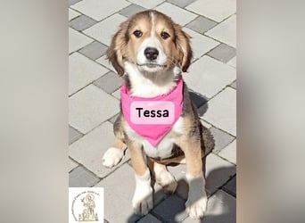 Tessa – manche Schätze findet man auf vier Pfoten!