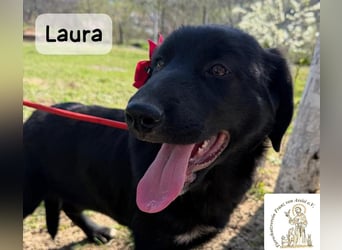 Laura sucht ihre Menschen – und zwar für ein ganzes Hundeleben!