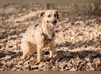Sonnenschein Tapi mit Handicap wartet in Oberdürenbach