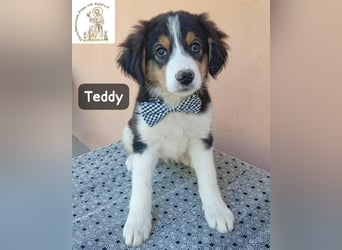 Teddy – talentiert in Kuscheln, Spielen und Unsinn machen!