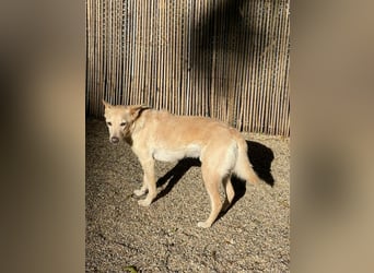 Charmanter Mati sucht ein passendes Zuhause