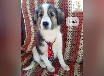 Tina – Manchmal braucht das Glück nur ein kleines Körbchen!