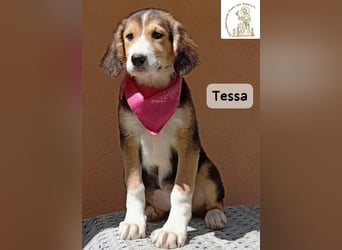 Tessa – manche Schätze findet man auf vier Pfoten!