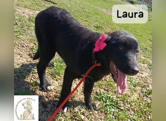 Laura sucht ihre Menschen – und zwar für ein ganzes Hundeleben!