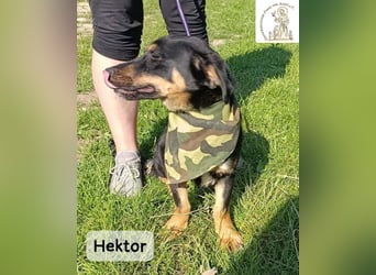 Hektor – mittendrin statt brav daneben!