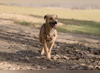 Sonnenschein Tapi mit Handicap wartet in Oberdürenbach