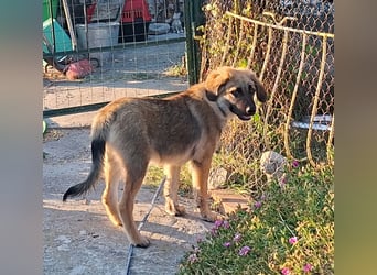 Flauschiger Alex