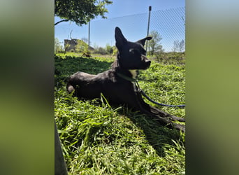Menschenbezogene Frida