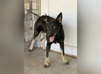 Fröhliche Effi sucht ihre Menschen
