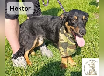 Hektor – mittendrin statt brav daneben!