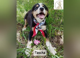 Tascha – heute wäre ein guter Tag, um ein Zuhause zu finden!