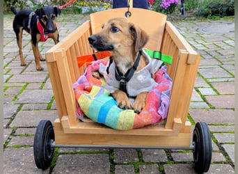 Sonnenschein Tapi mit Handicap wartet in Oberdürenbach