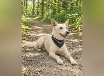 Charmanter Mati sucht ein passendes Zuhause