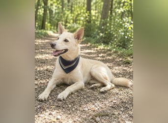 Charmanter Mati sucht ein passendes Zuhause