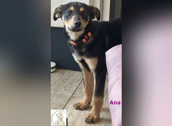 Ana – junges Mädchen, große Pläne!