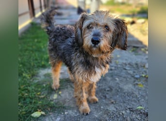 Lieber Benji ab 14.12.25 in Tornesch/ Schleswig- Holstein