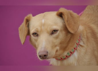 Schenkst du Polola ein Zuhause, in dem sie endlich ankommen darf?